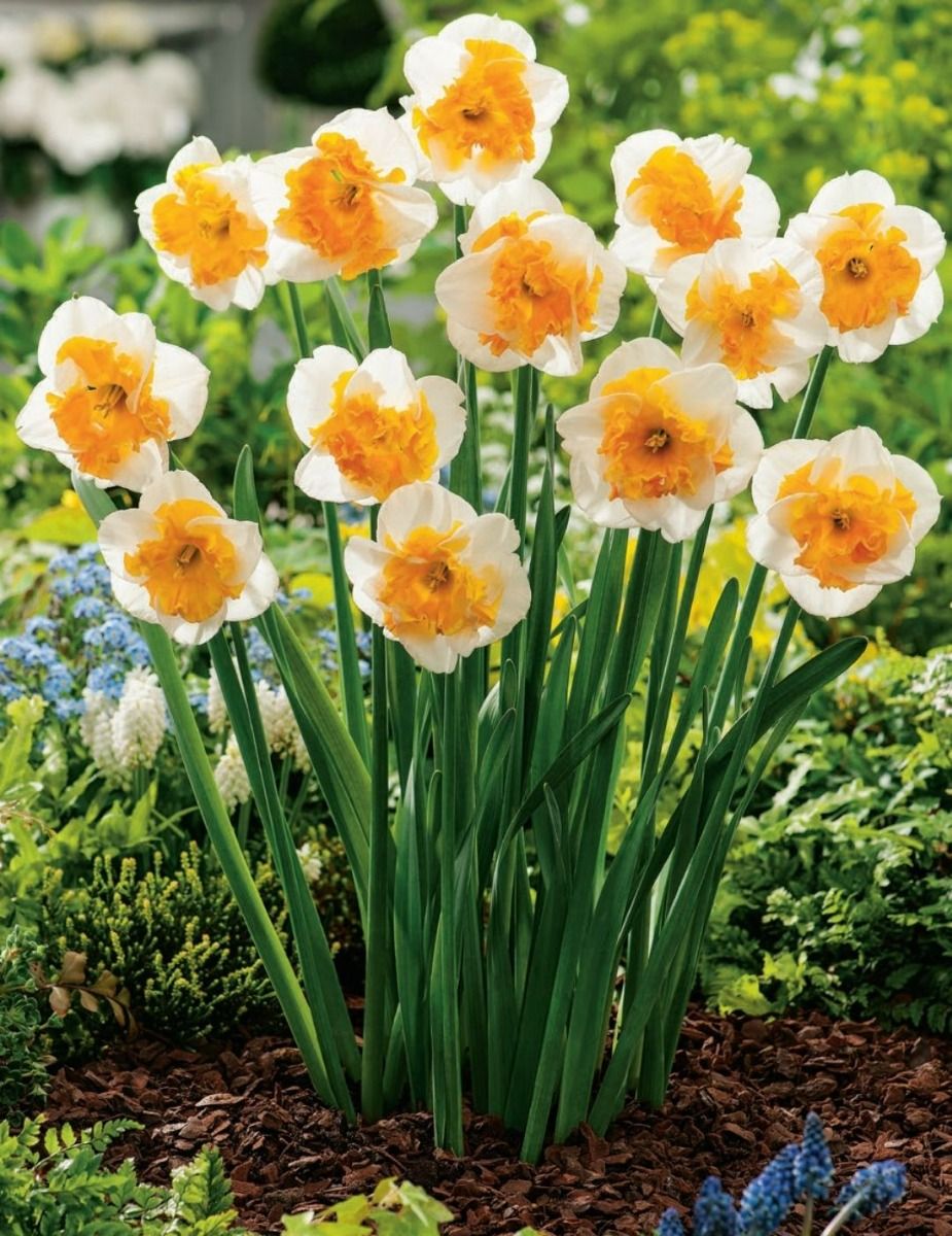 Mr Fothergill's - Daffodil Love Call Bulbs