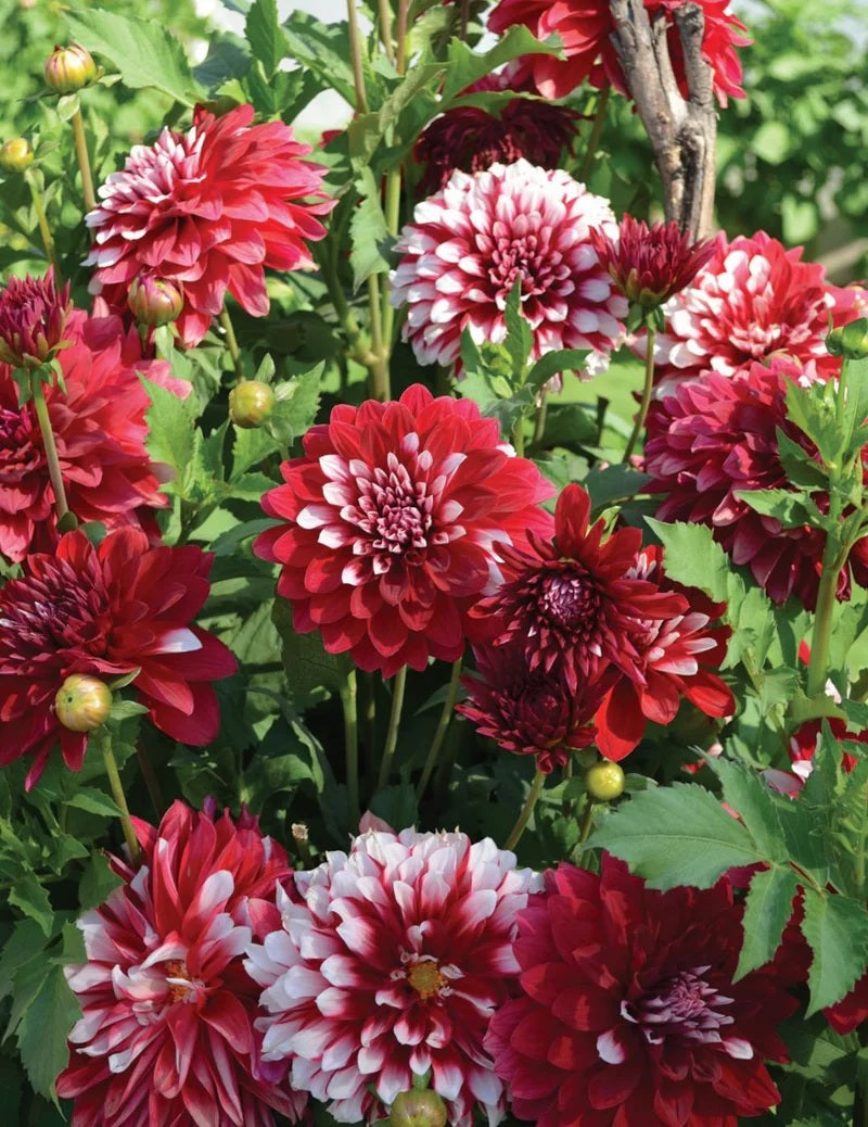Bulbs C1 Dahlia Christmas Cheer