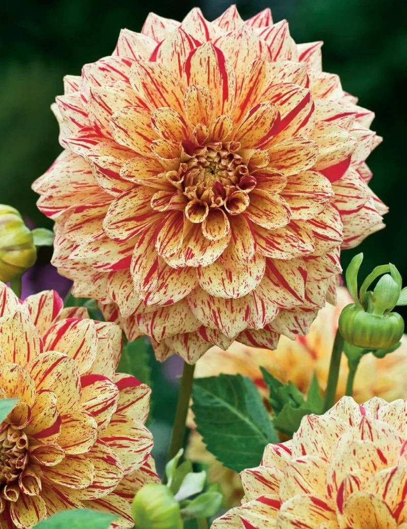 Bulbs C Dahlia Freckles