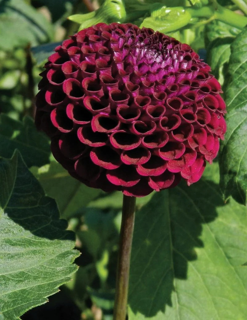 Bulbs C Dahlia Moorplace