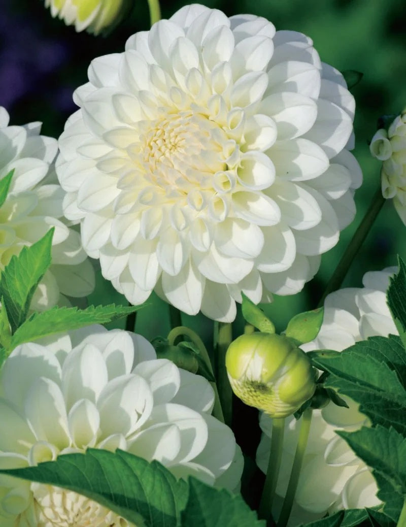 Bulbs C Dahlia Snow Princess