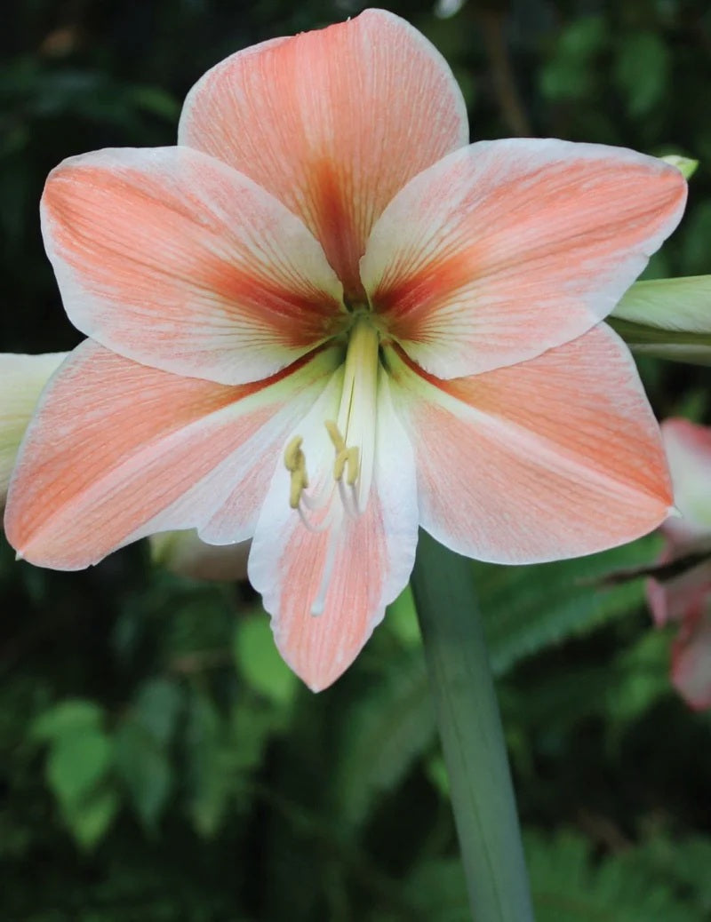 Bulbs E Hippeastrum Apricot Parfait