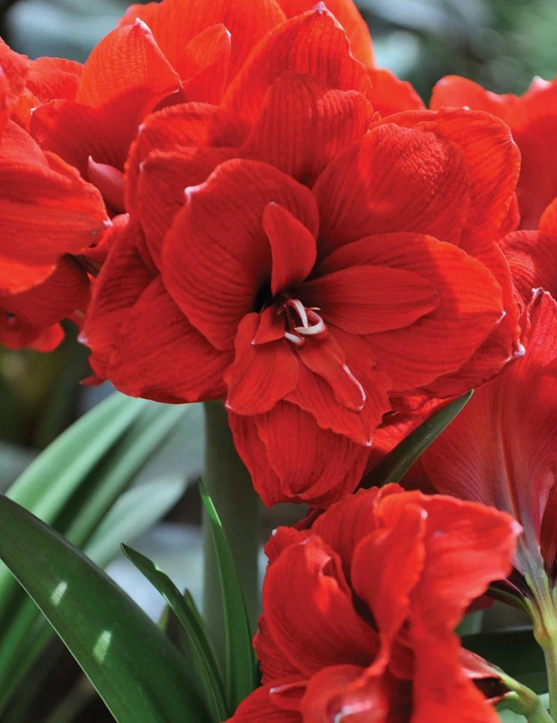 Bulbs F Hippeastrum Double Amarantia