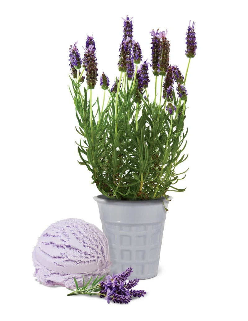 Ice Cream Flavour Grow Kit - Lavender
