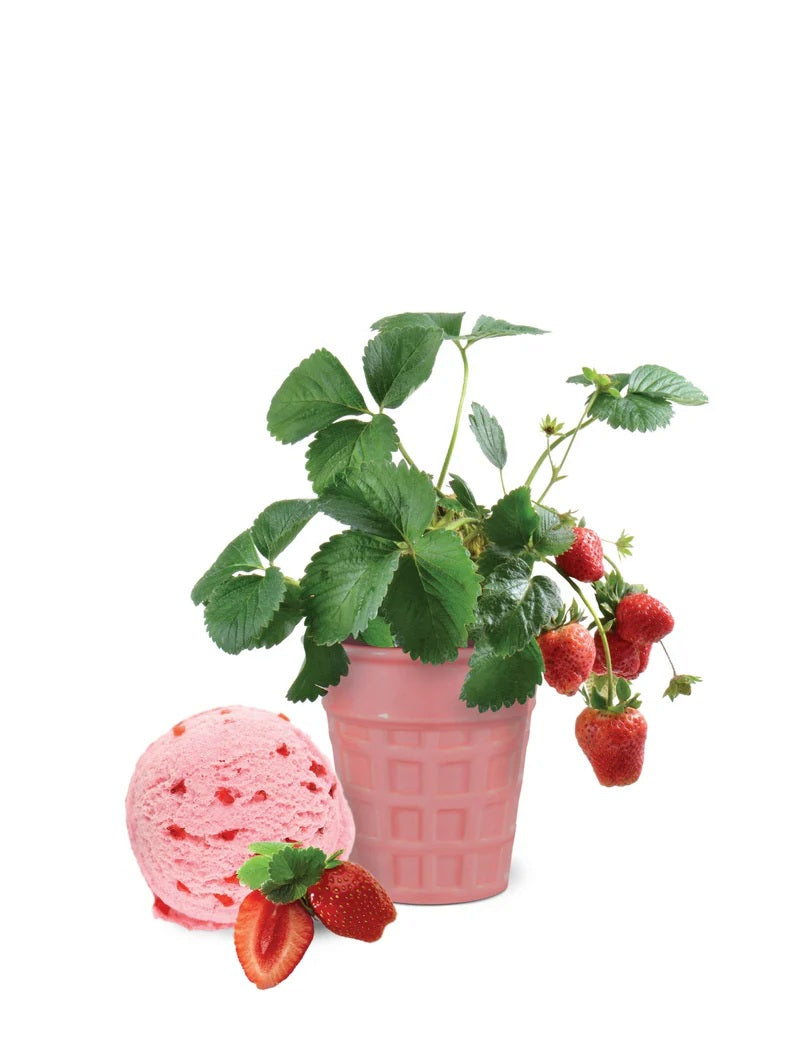 Ice Cream Flavour Grow Kit - Strawberry