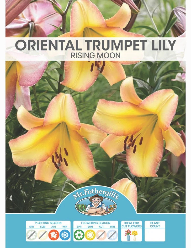 Bulbs B Oriental Trumpet Lily Rising Moon