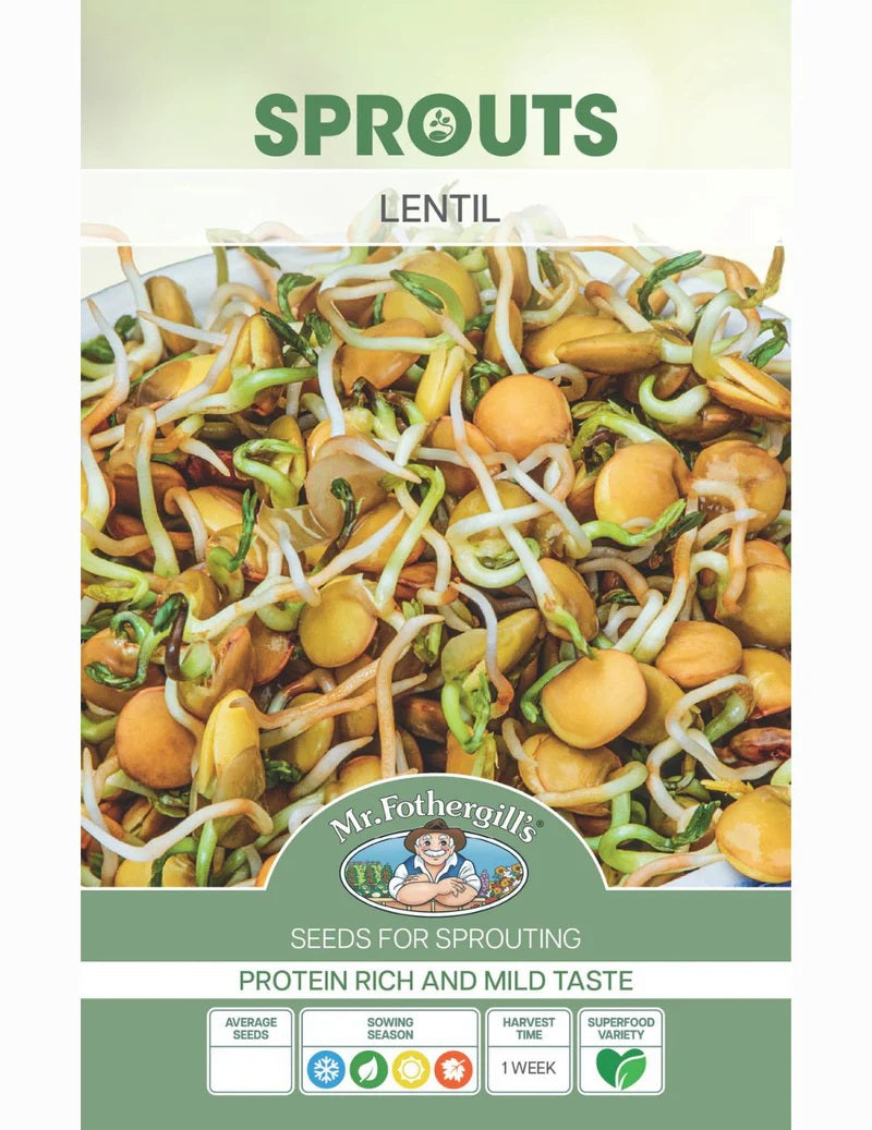 Seeds D Sprouts Alive Lentil