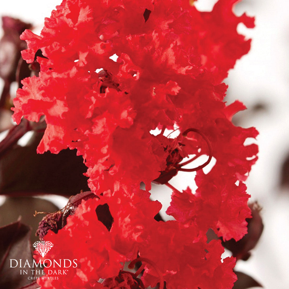 Lagerstroemia indica - Diamonds in the Dark® RED HOT - Crepe Myrtle