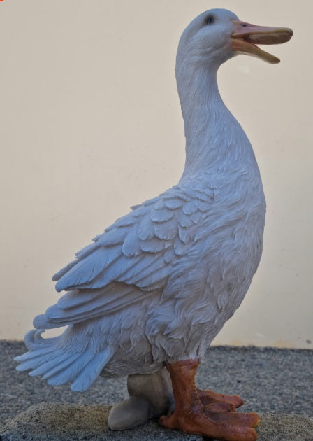 Duck White Standing