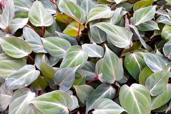 Philodendron gloriosum - Creeping Velvet Philodendron