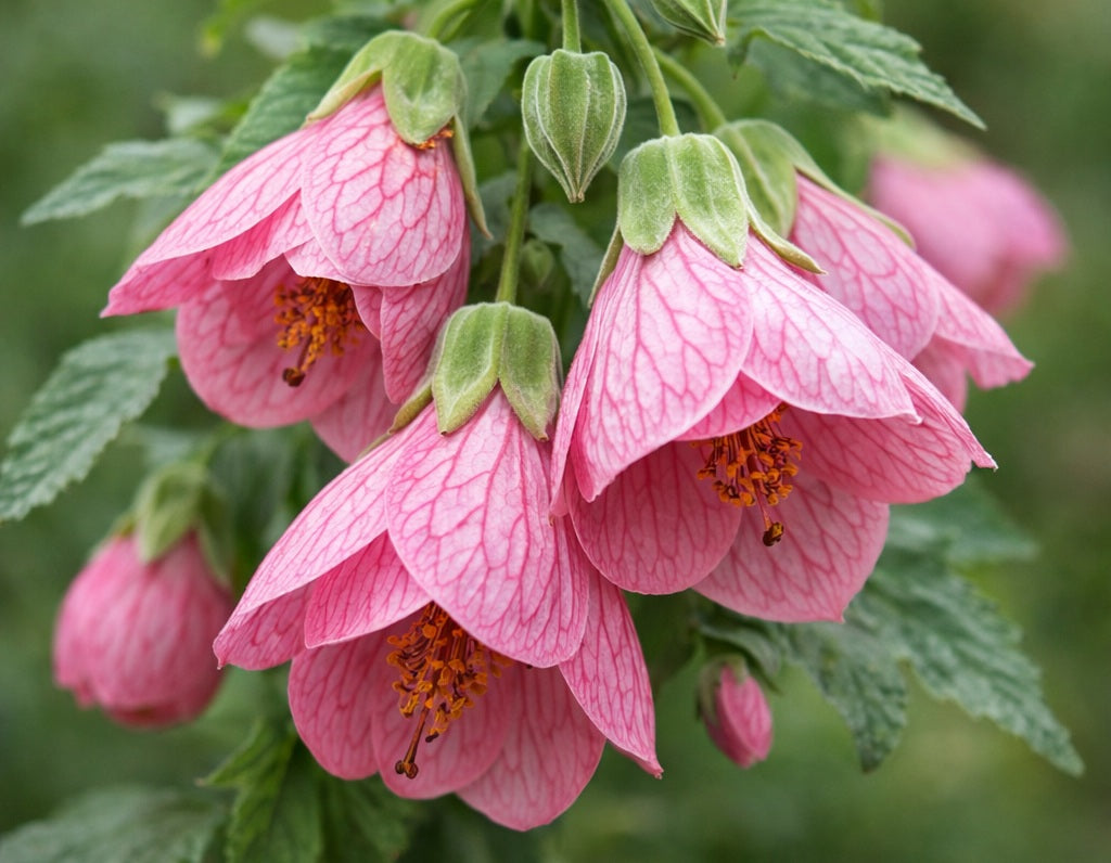 Abutilon - Lucky Lantern™ PINK - Indian Mallow