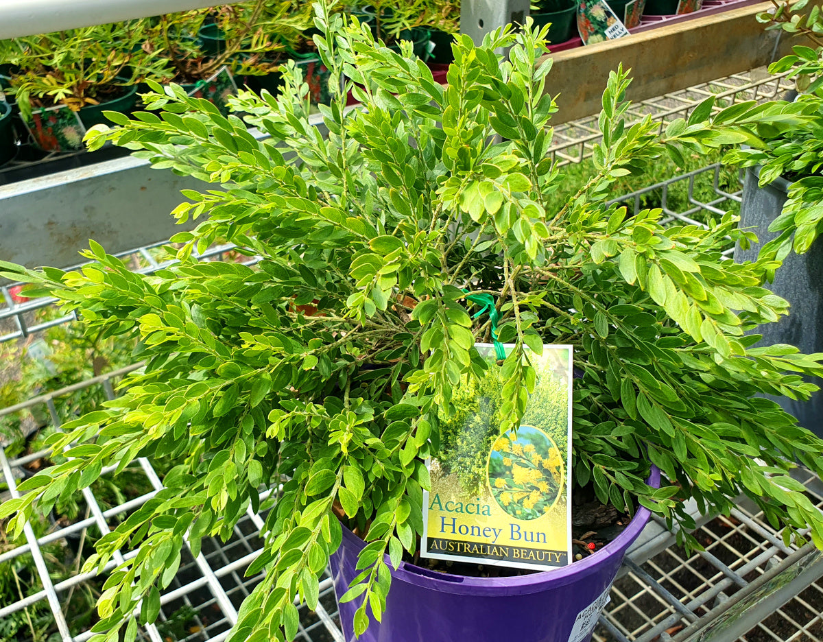 Acacia howittii - HONEY BUN - Sticky Wattle