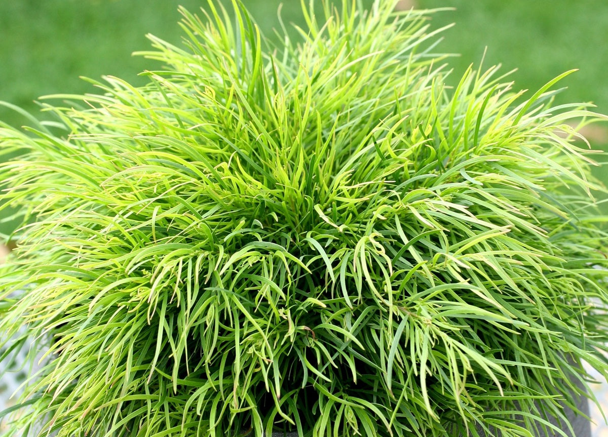 Acacia cognata - NANO - Bower Wattle 'AC0021' PBR