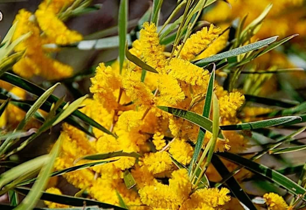 Acacia acuminata - Mangart and Jam