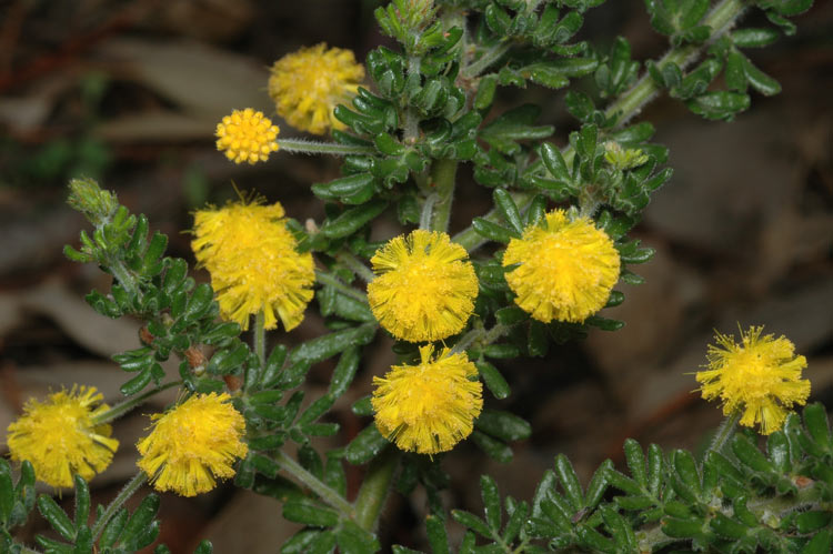 Acacia guinetii - Guinets Wattle