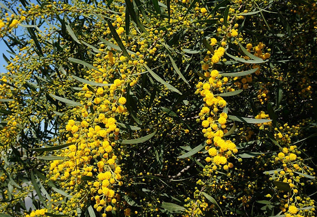 Acacia saligna - Golden Wattle Tubestock