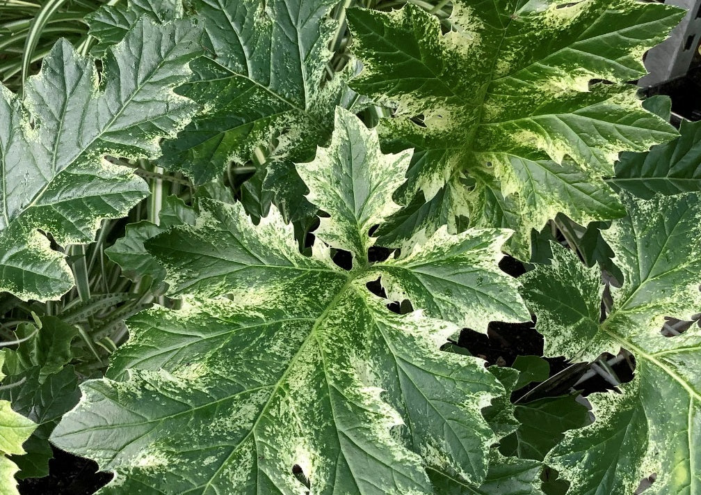 Acanthus mollis - WHITEWATER - Variegated Bears Breeches