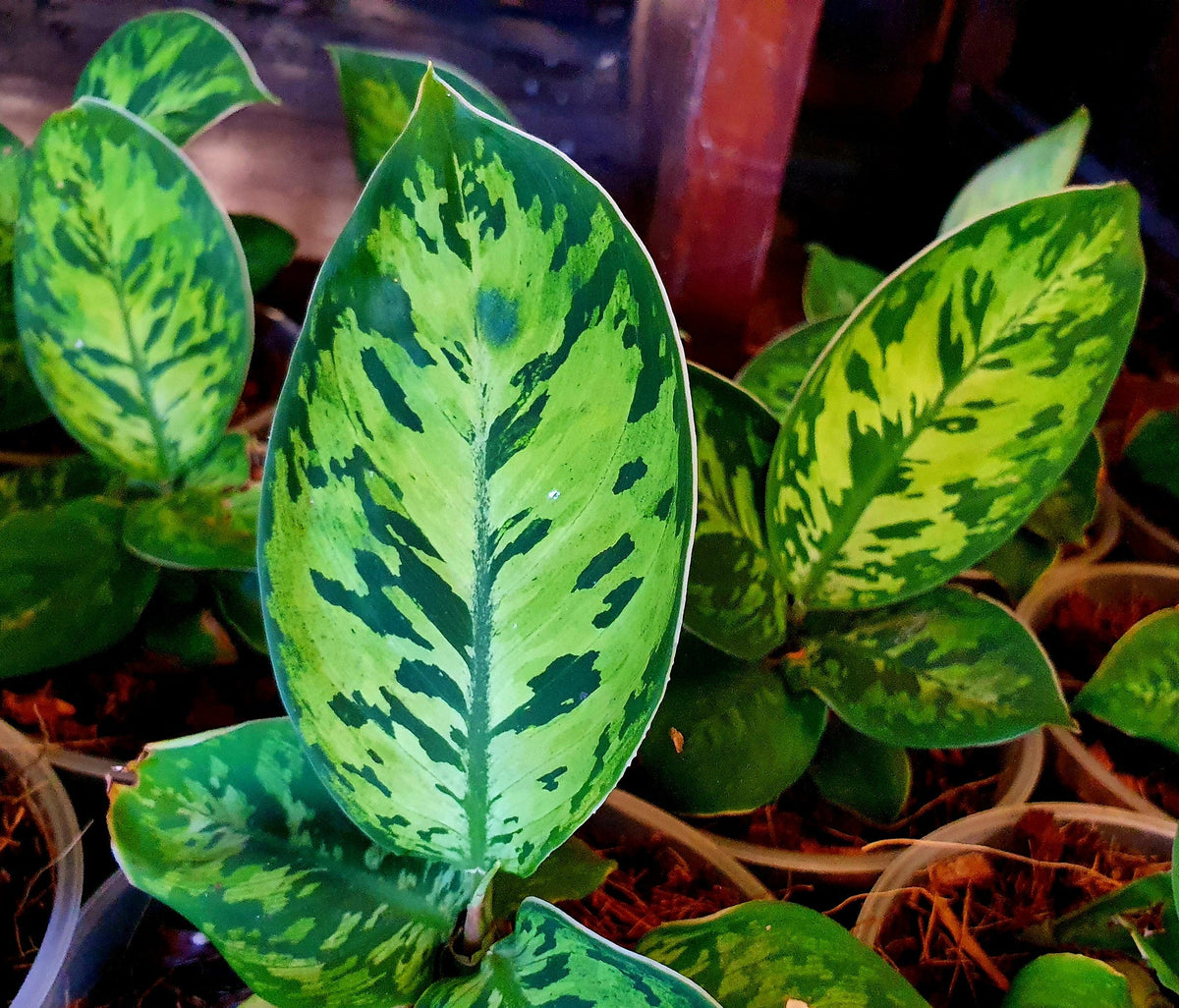 Adelonema wallisii - CAMOUFLAGE