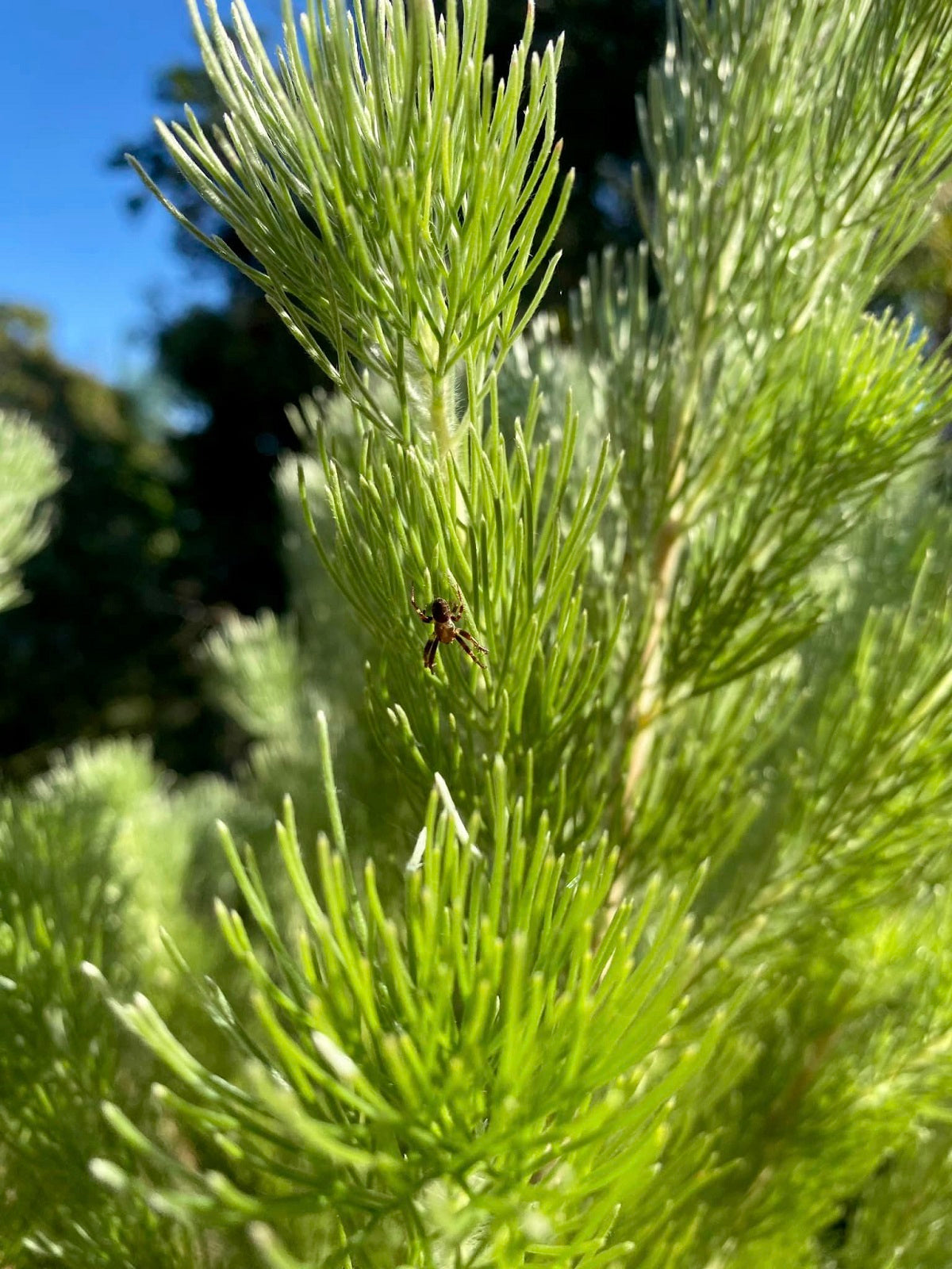 Adenanthos sericeus - Woolly Bush