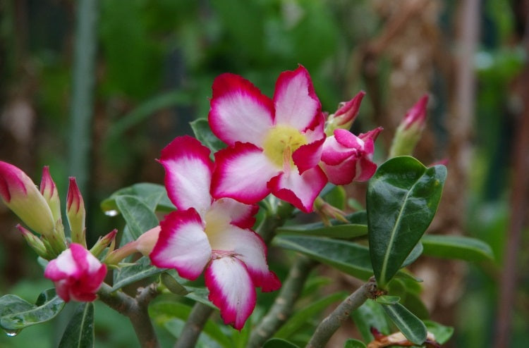 Adenium obesum - PICOTEE - Desert Rose