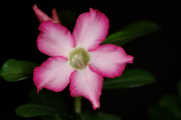 Adenium obesum - PINK - Desert Rose