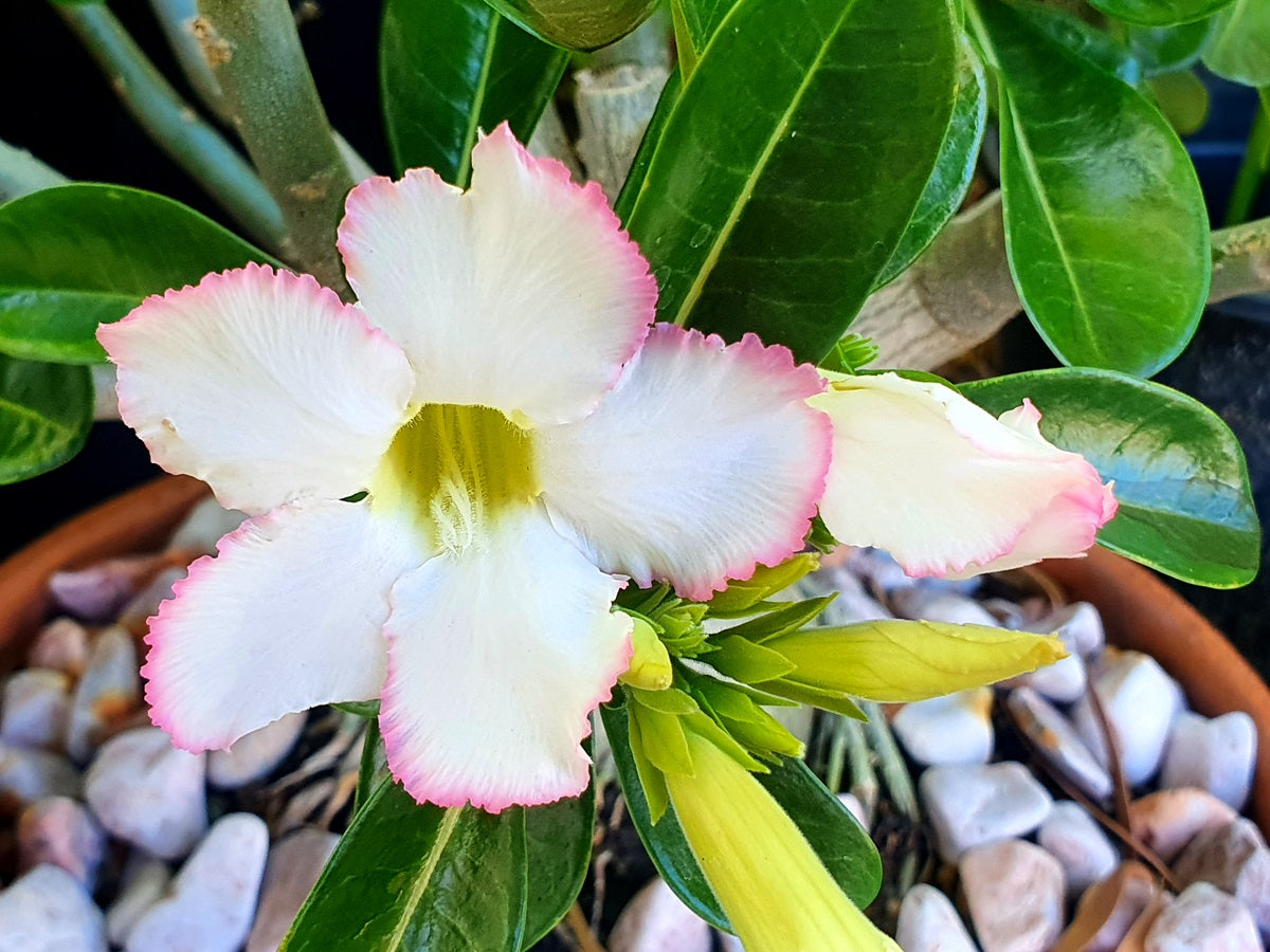 Adenium obesum - WHITE - Desert Rose