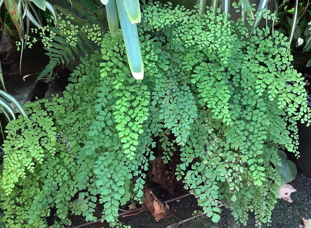 Adiantum aethiopicum - Maidenhair Fern