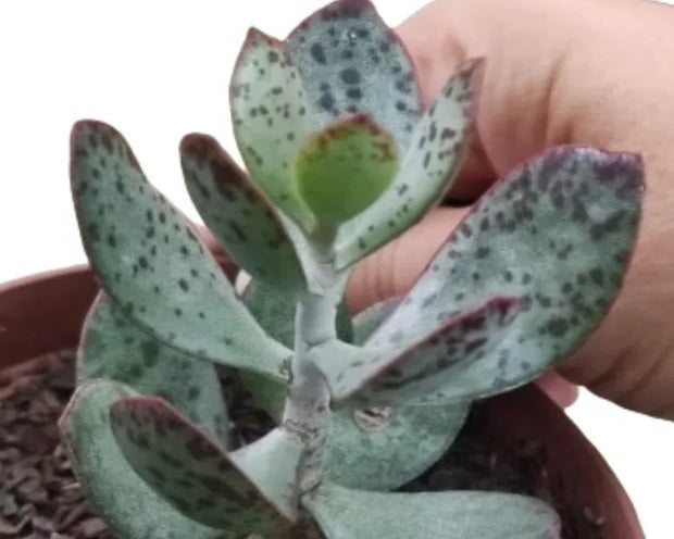 Adromischus schuldtianus - STRAWBERRY CAKE