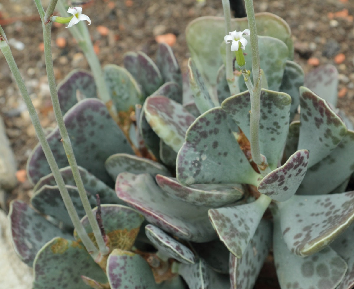 Adromischus triflorus - Calico Hearts