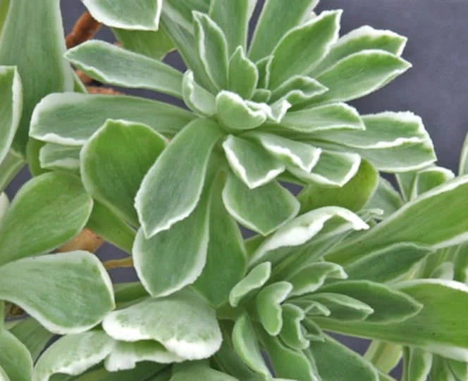 Aeonium goochiae - BALLERINA - Variegated Houseleek