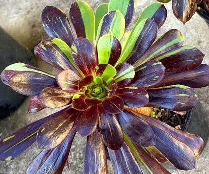 Aeonium arboreum - BIG BANG - Tree Houseleek