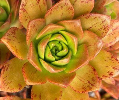 Aeonium - BRONZE MEDAL - Dwarf Aeonium
