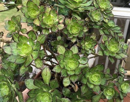 Aeonium - BUTTERFLY - Variegated Aeonium