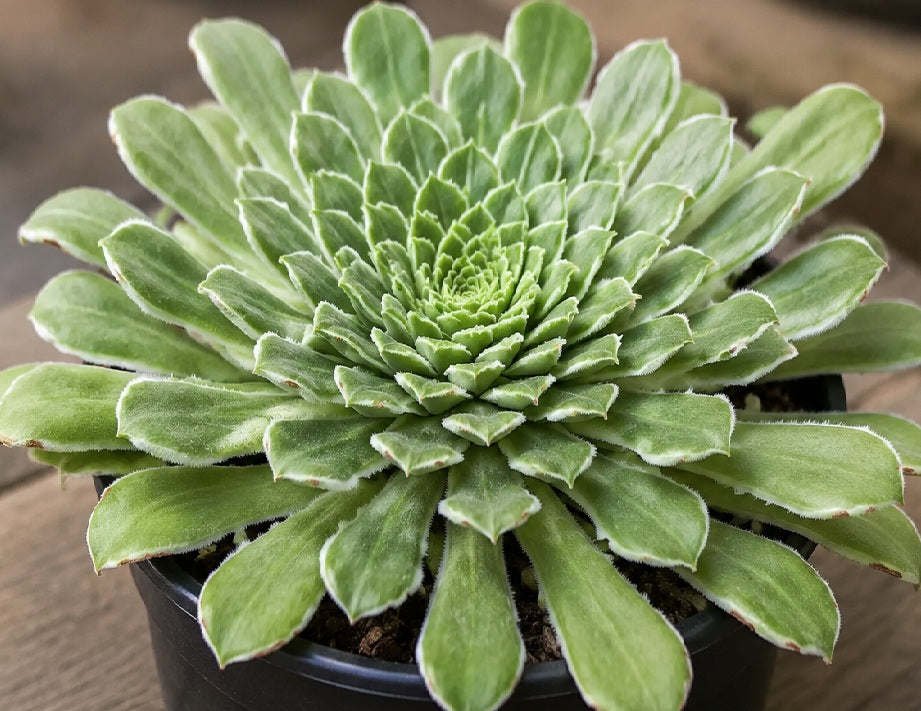 Aeonium - EMERALD ICE