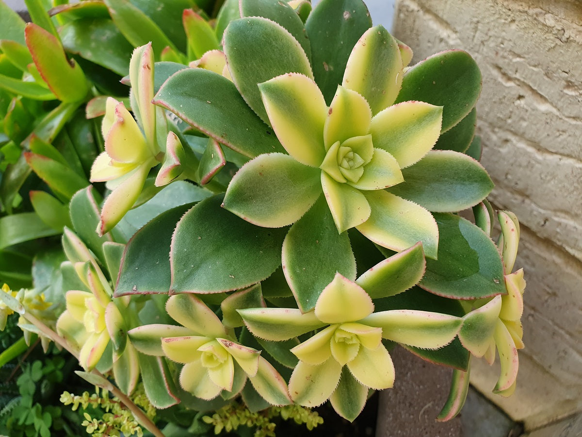 Aeonium haworthii - KIWI - Variegated Haworths Pinwheel