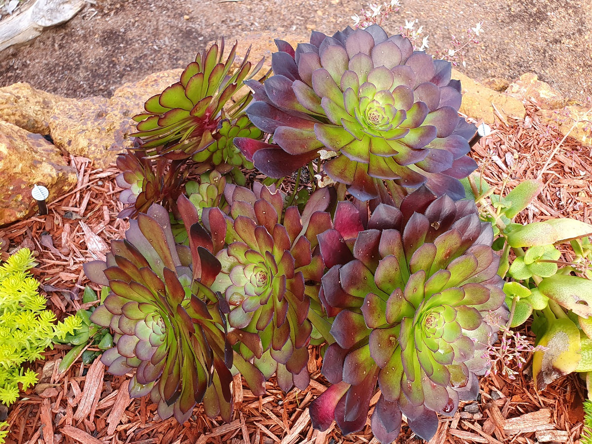 Aeonium arboreum - SCHWARZKOPF - Tree Houseleek