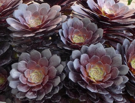 Aeonium arboreum - SHORT BLACK - Tree Houseleek