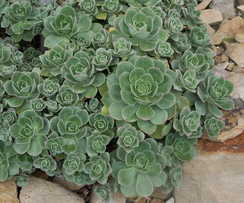 Aeonium haworthii - Haworths Pinwheel
