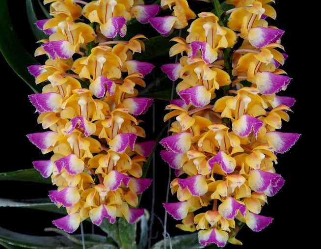Aerides - BANGKOK STAR - Orchid