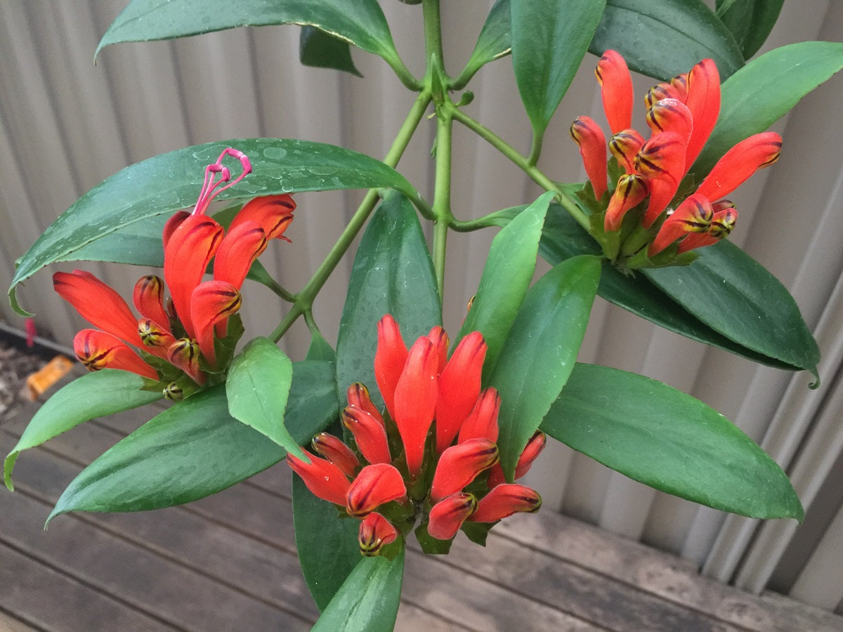 Aeschynanthus radicans - Red Lipstick Plant Hanging Basket