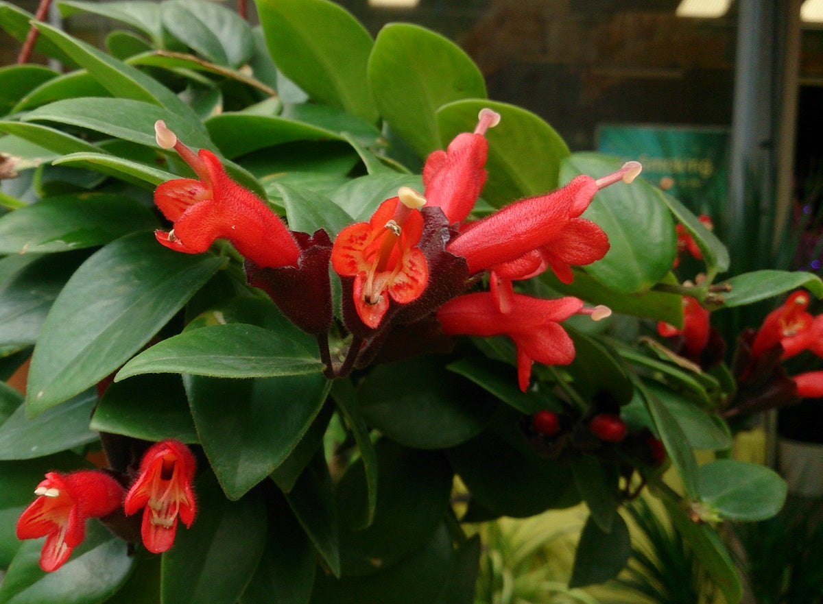 Aeschynanthus radicans - Red Lipstick Plant