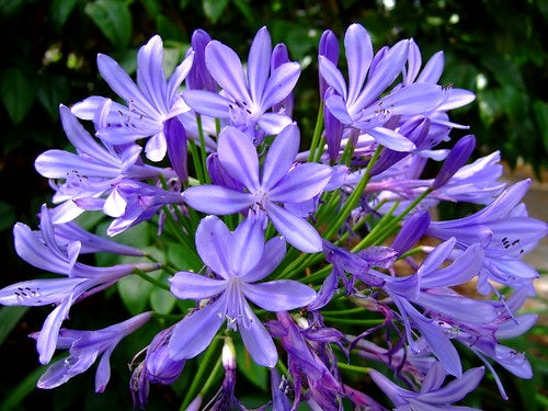 Agapanthus - BUCCANEER™ - Lily of the Nile 'AMDB002' PBR