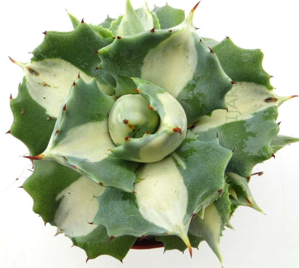 Agave isthmensis - OJI RAIJIN - Dwarf Butterfly Agave