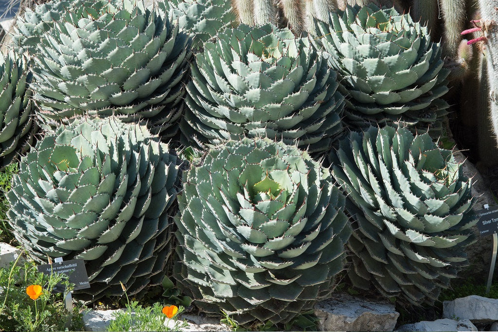 Agave potatorum - Butterfly Agave