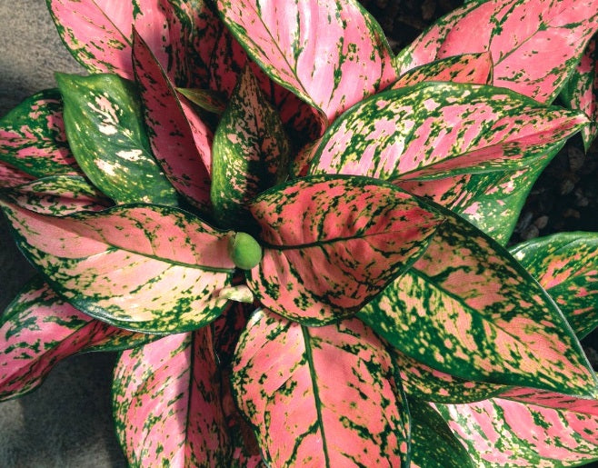Aglaonema commutatum - LADY VALENTINE - Camouflage Evergreen