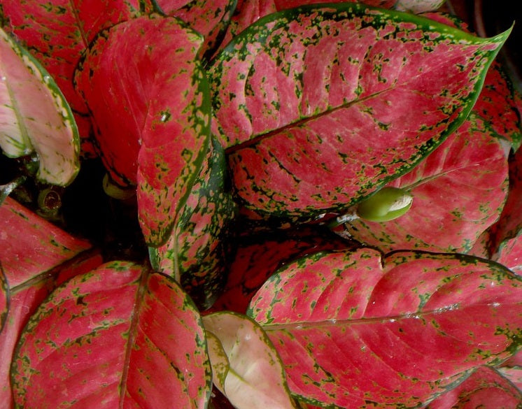 Aglaonema commutatum - LUCKY RED - Chinese Evergreen