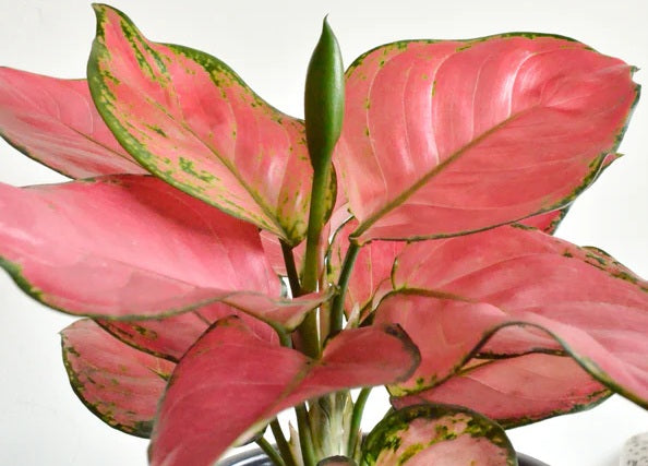 Aglaonema commutatum - PINK STAR - Camouflage Evergreen