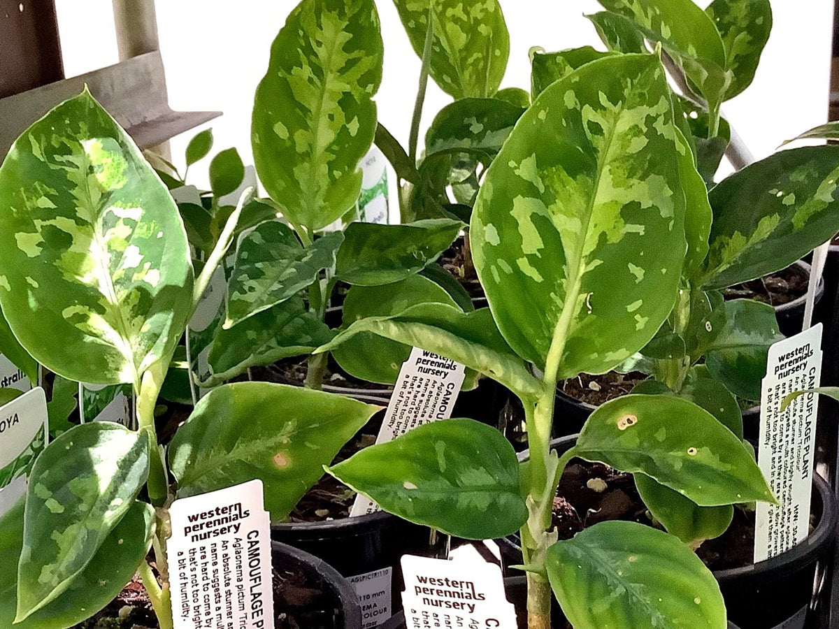 Aglaonema pictum - TRICOLOUR - Camouflage Evergreen