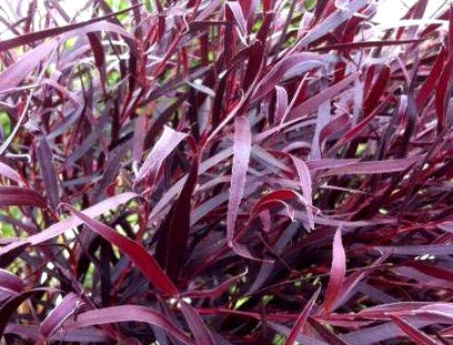 Agonis flexuosa - AFTER DARK - WA Peppermint Willow