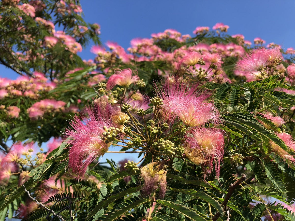 Albizia julibrissin rosea - Persian Silk Tree